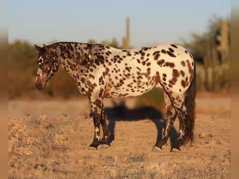 Appaloosa Castrone 10 Anni 160 cm in Waterford