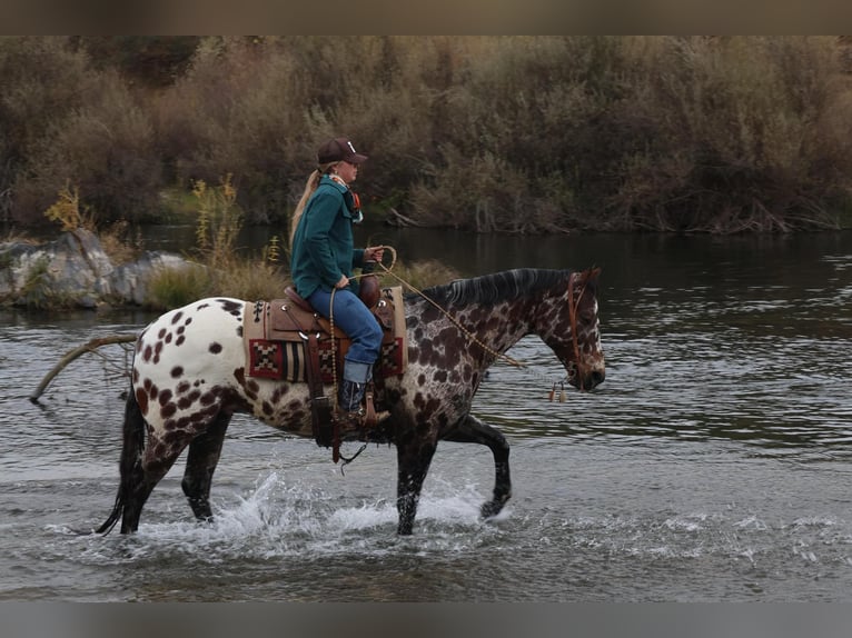 Appaloosa Castrone 10 Anni 160 cm in Waterford