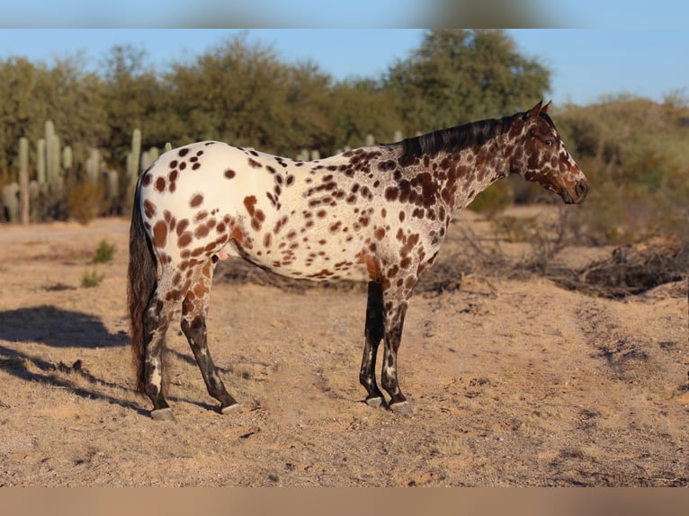 Appaloosa Castrone 10 Anni 160 cm in Waterford