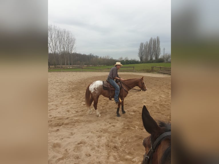 Appaloosa Castrone 10 Anni 160 cm Sauro in Milano