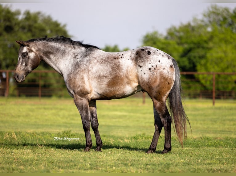Appaloosa Castrone 10 Anni 163 cm in Weatherford