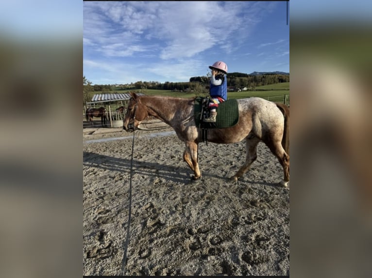 Appaloosa Castrone 10 Anni  in Riedering