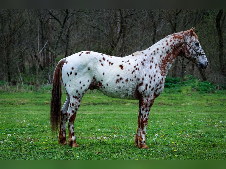 Appaloosa Castrone 11 Anni 142 cm Sauro scuro in Flemingsburg Ky