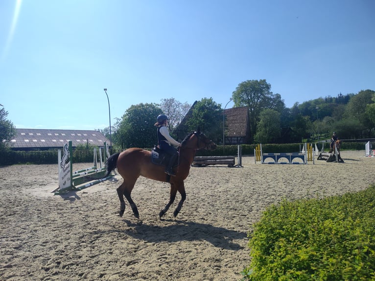 Appaloosa Castrone 11 Anni 147 cm Baio in Bad Pyrmont