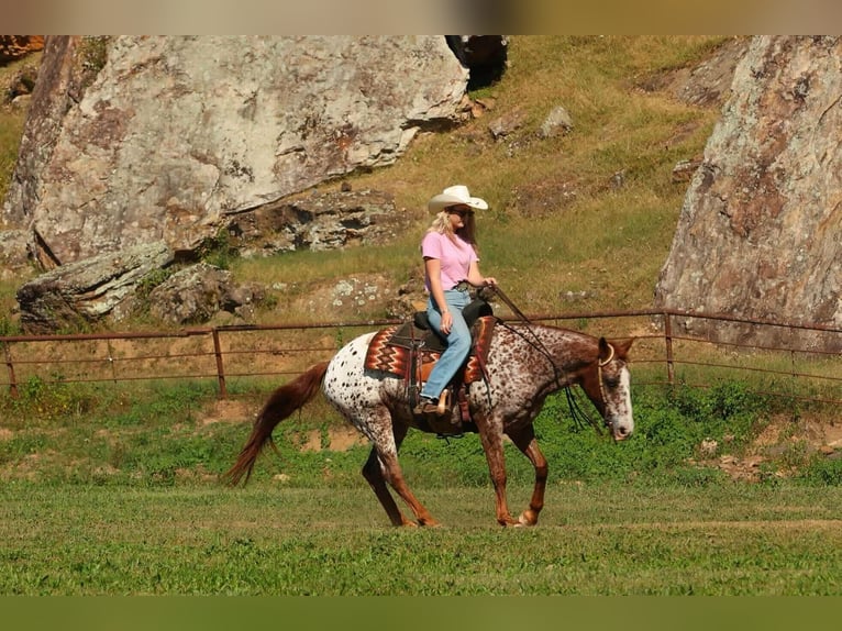Appaloosa Castrone 11 Anni 147 cm Sauro scuro in Quitman