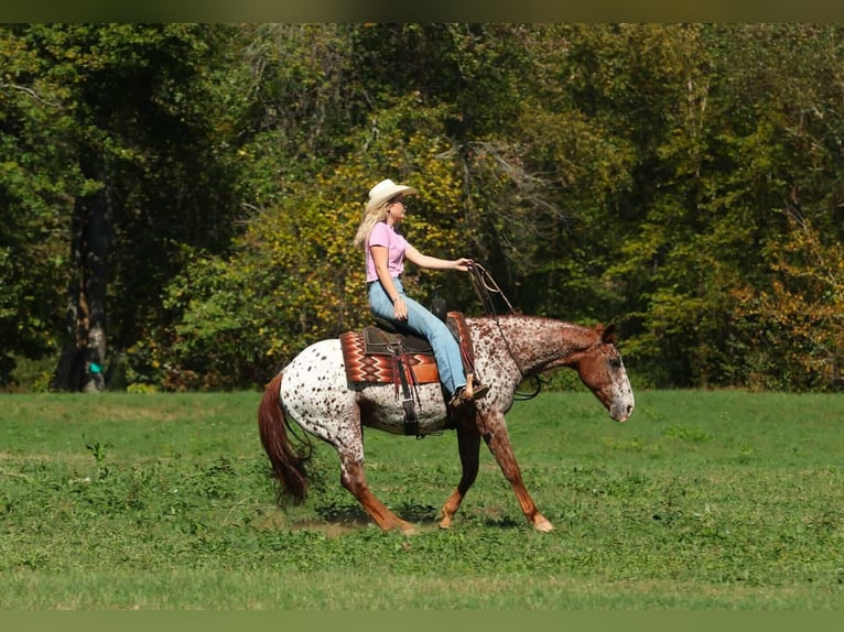 Appaloosa Castrone 11 Anni 147 cm Sauro scuro in Quitman
