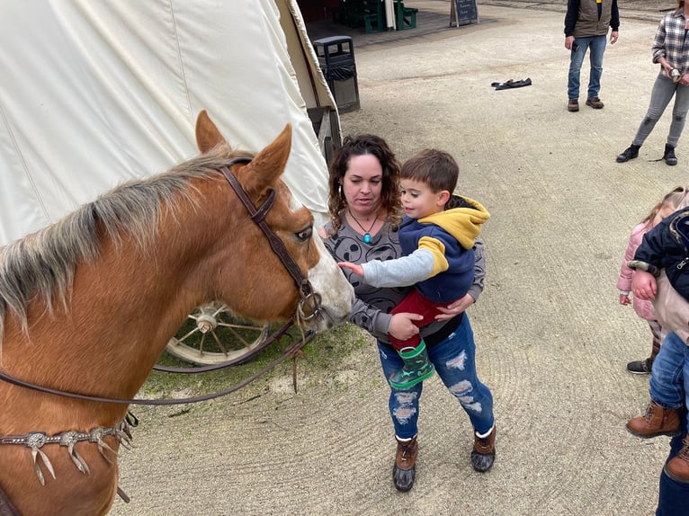 Appaloosa Castrone 11 Anni 152 cm in Paicines CA