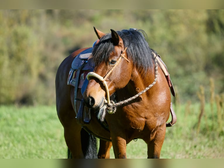 Appaloosa Castrone 11 Anni 155 cm Baio in München