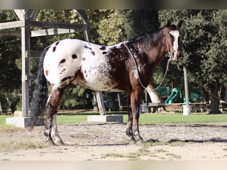 Appaloosa Castrone 11 Anni 155 cm Baio ciliegia in Paicines CA