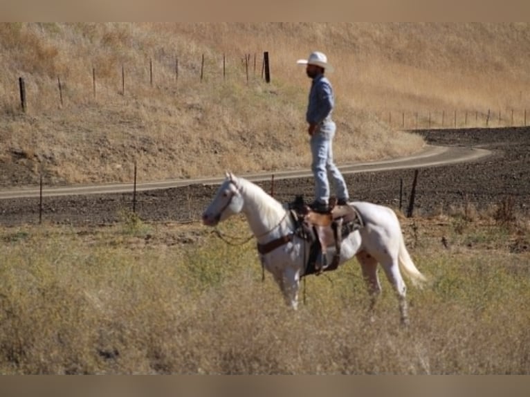 Appaloosa Castrone 11 Anni 155 cm Bianco in Tres Pinos
