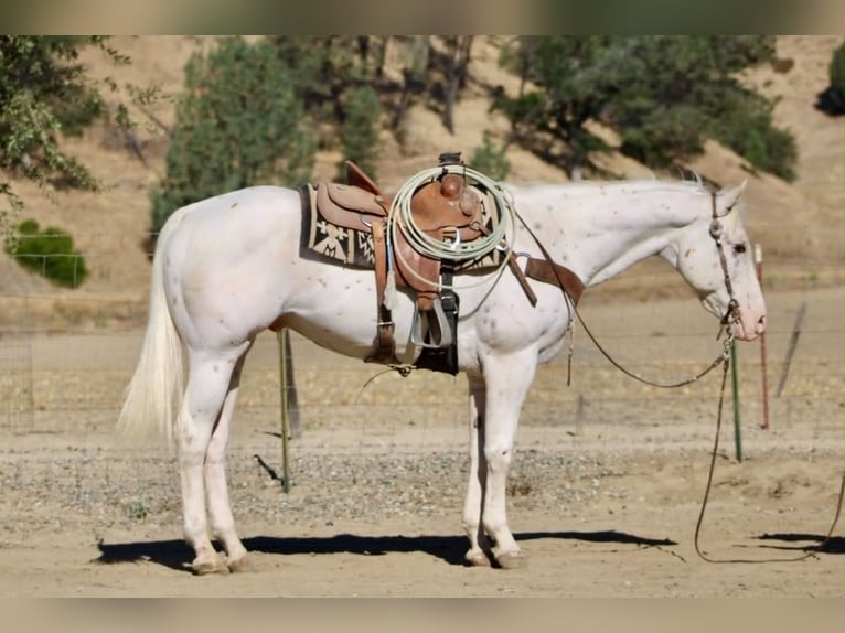 Appaloosa Castrone 11 Anni 155 cm Bianco in Tres Pinos