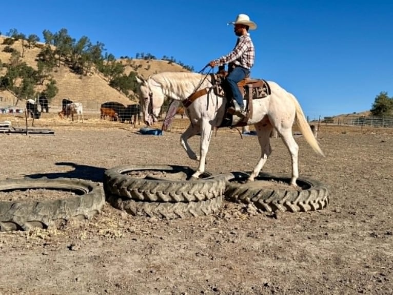 Appaloosa Castrone 11 Anni 155 cm Bianco in Tres Pinos