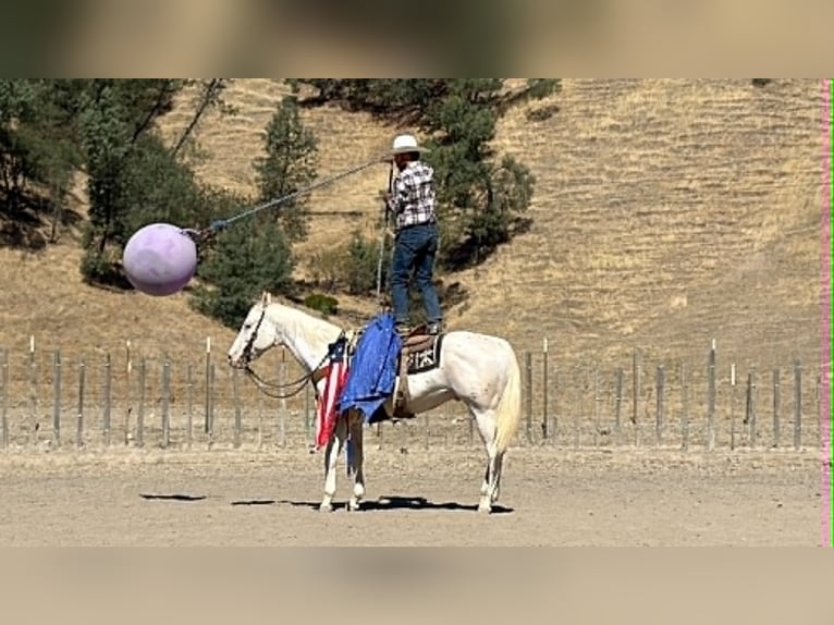 Appaloosa Castrone 11 Anni 155 cm Bianco in Tres Pinos