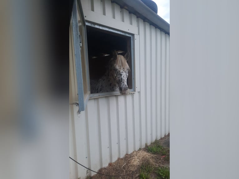 Appaloosa Castrone 11 Anni 155 cm Pezzato in Sigmarszell