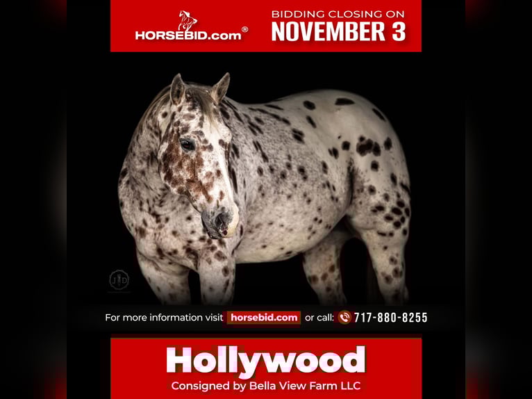 Appaloosa Castrone 11 Anni 160 cm Sauro scuro in Grantville Appaloosa Castrone 11 Anni 160 cm Sauro scuro in Grantville