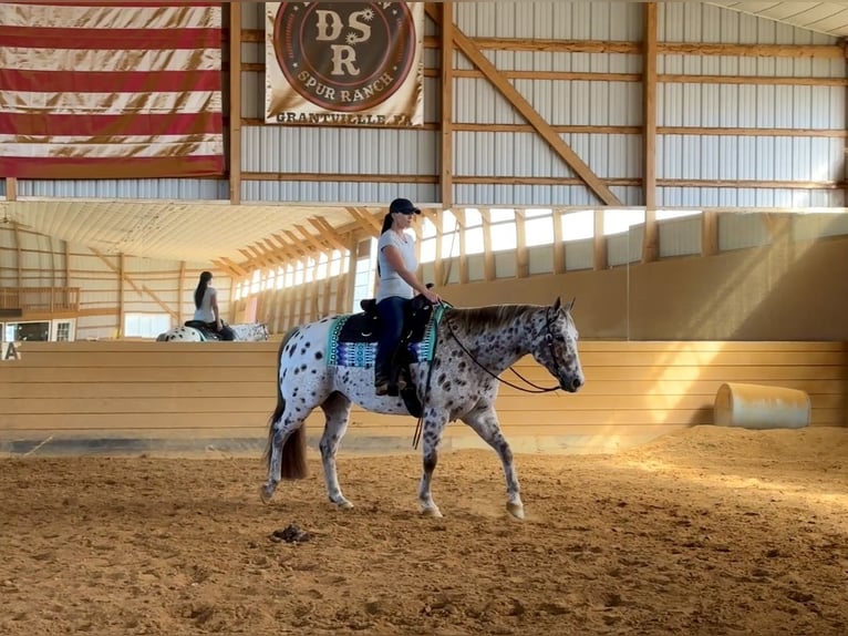 Appaloosa Castrone 11 Anni 160 cm Sauro scuro in Grantville Appaloosa Castrone 11 Anni 160 cm Sauro scuro in Grantville