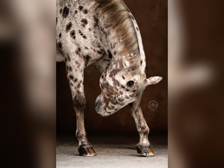 Appaloosa Castrone 11 Anni 160 cm Sauro scuro in Grantville Appaloosa Castrone 11 Anni 160 cm Sauro scuro in Grantville