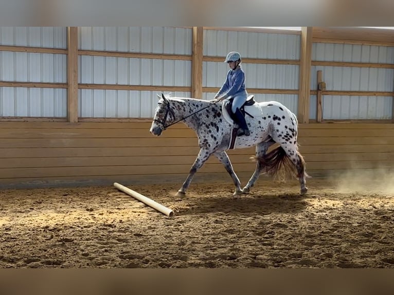 Appaloosa Castrone 11 Anni 160 cm Sauro scuro in Grantville Appaloosa Castrone 11 Anni 160 cm Sauro scuro in Grantville