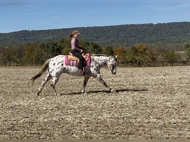 Appaloosa Castrone 11 Anni 160 cm Sauro scuro in Grantville Appaloosa Castrone 11 Anni 160 cm Sauro scuro in Grantville
