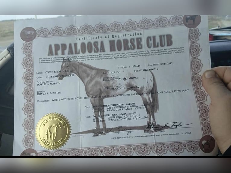 Appaloosa Castrone 11 Anni Sauro ciliegia in Princeville