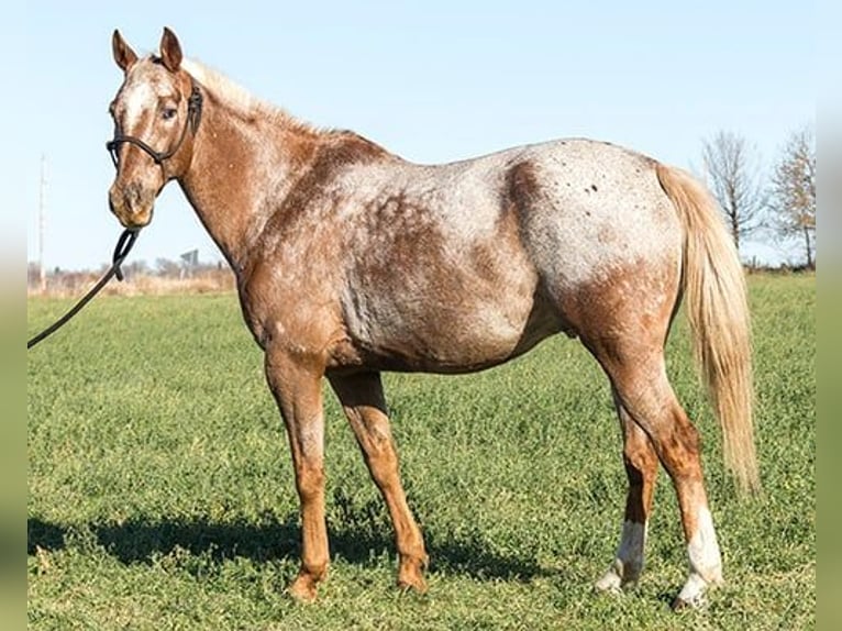 Appaloosa Castrone 11 Anni Sauro ciliegia in Princeville