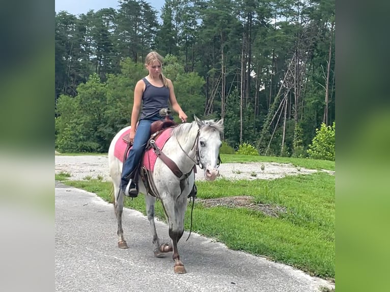 Appaloosa Castrone 12 Anni 137 cm in Borden IN