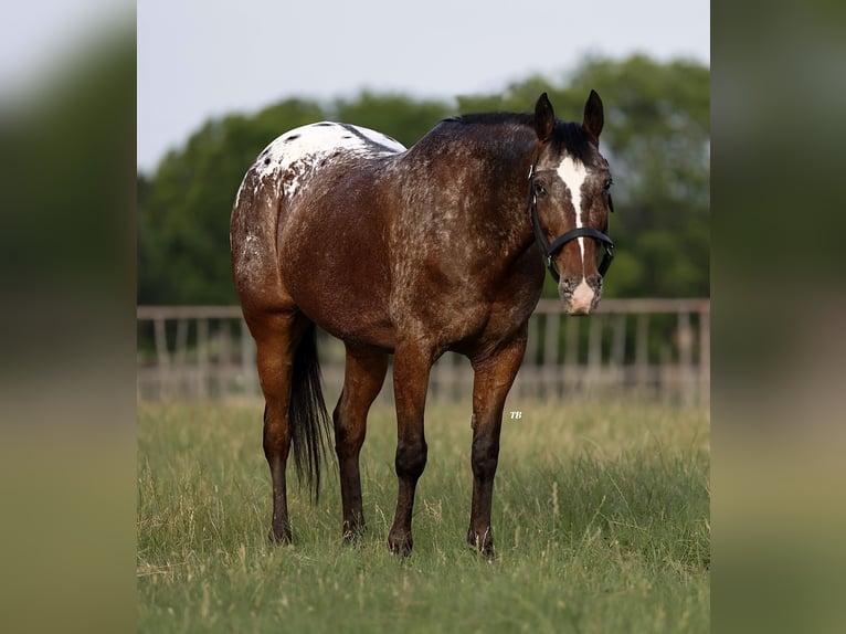 Appaloosa Castrone 12 Anni 142 cm in Weatherford, TX