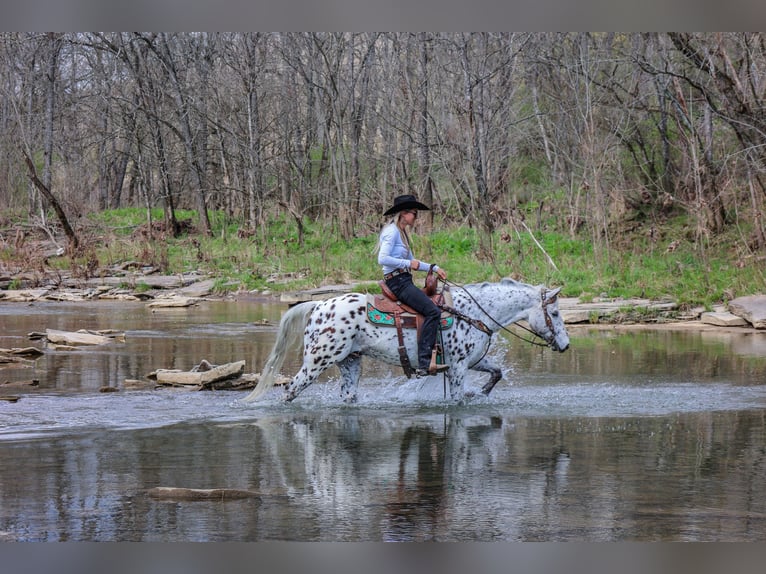 Appaloosa Castrone 12 Anni 145 cm Bianco in FLEMINGSBURG, KY