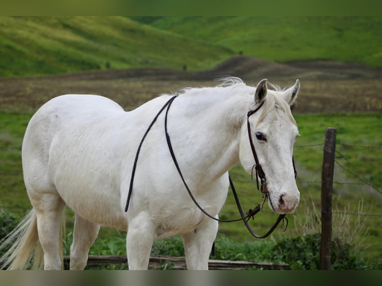 Appaloosa Castrone 12 Anni 147 cm Grigio in King City