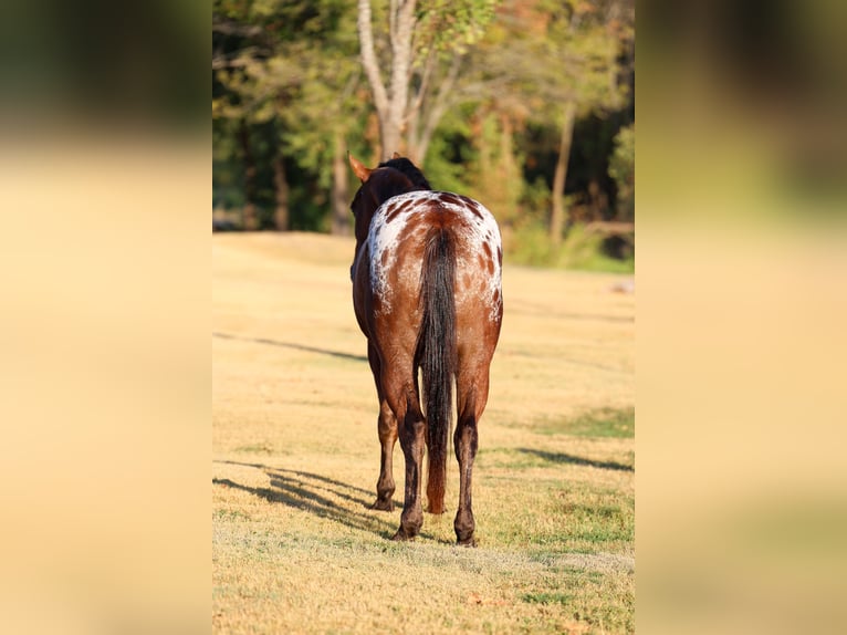 Appaloosa Castrone 12 Anni 152 cm  in Terrell