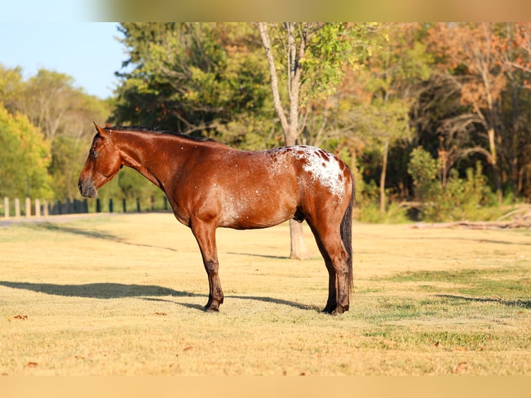 Appaloosa Castrone 12 Anni 152 cm  in Terrell