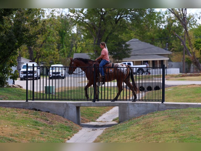 Appaloosa Castrone 12 Anni 152 cm  in Terrell