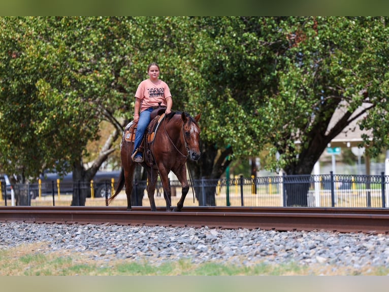 Appaloosa Castrone 12 Anni 152 cm  in Terrell