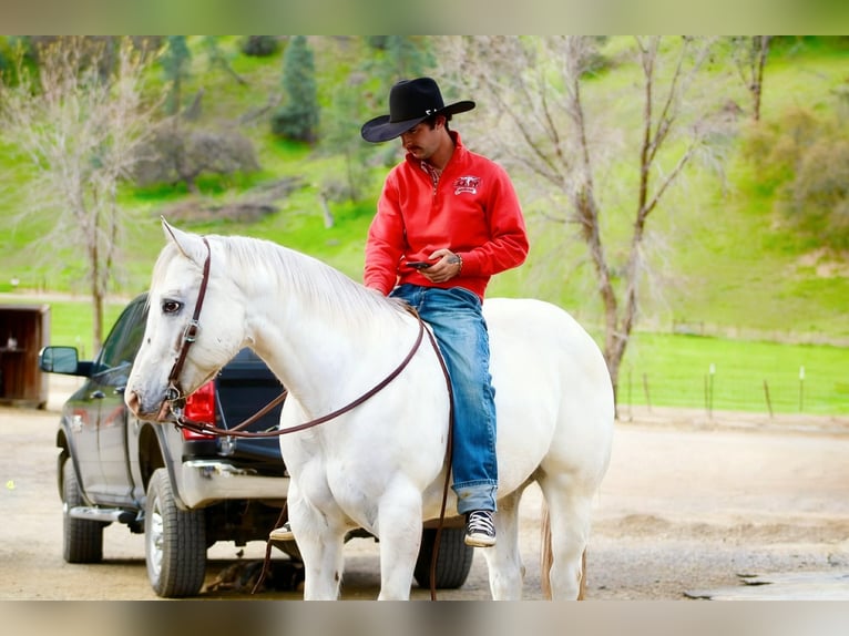 Appaloosa Castrone 12 Anni 152 cm Roano rosso in Paicines CA