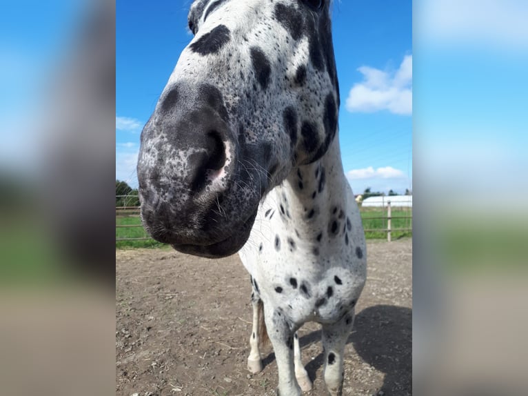 Appaloosa Castrone 12 Anni 153 cm Leopard in Wien, Simmering