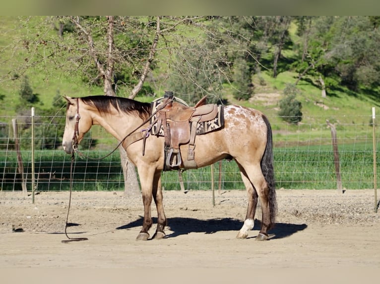 Appaloosa Castrone 12 Anni 155 cm Pelle di daino in Tres Pinos