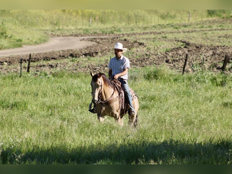 Appaloosa Castrone 12 Anni 155 cm Pelle di daino in Tres Pinos