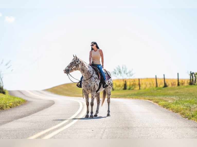 Appaloosa Castrone 12 Anni 160 cm Sauro scuro in Grantville