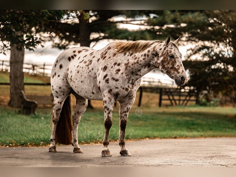 Appaloosa Castrone 12 Anni 160 cm Sauro scuro in Grantville