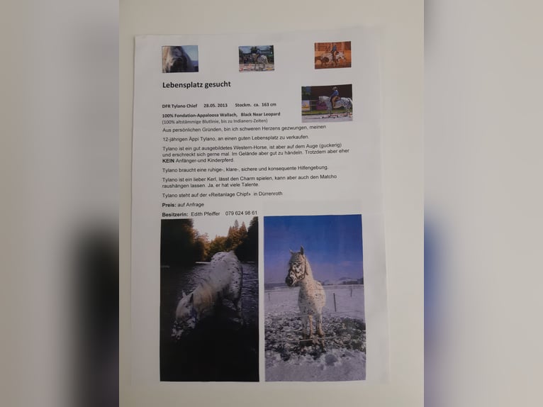 Appaloosa Castrone 12 Anni 163 cm in Affoltern im Emmental Appaloosa Castrone 12 Anni 163 cm in Affoltern im Emmental