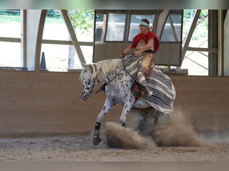 Appaloosa Castrone 12 Anni 163 cm in Affoltern im Emmental Appaloosa Castrone 12 Anni 163 cm in Affoltern im Emmental