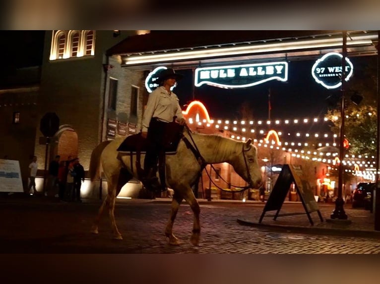 Appaloosa Castrone 12 Anni Bianco in weatherford TX