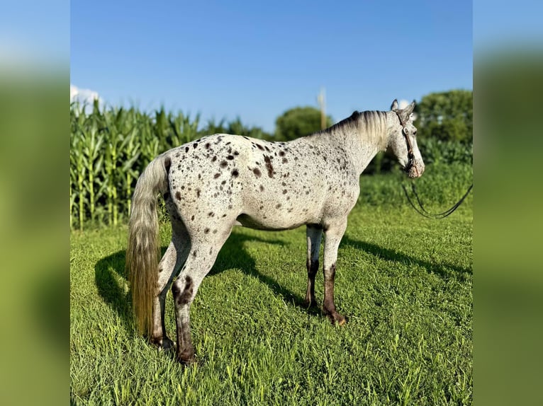 Appaloosa Castrone 12 Anni Grigio in Moscow OH