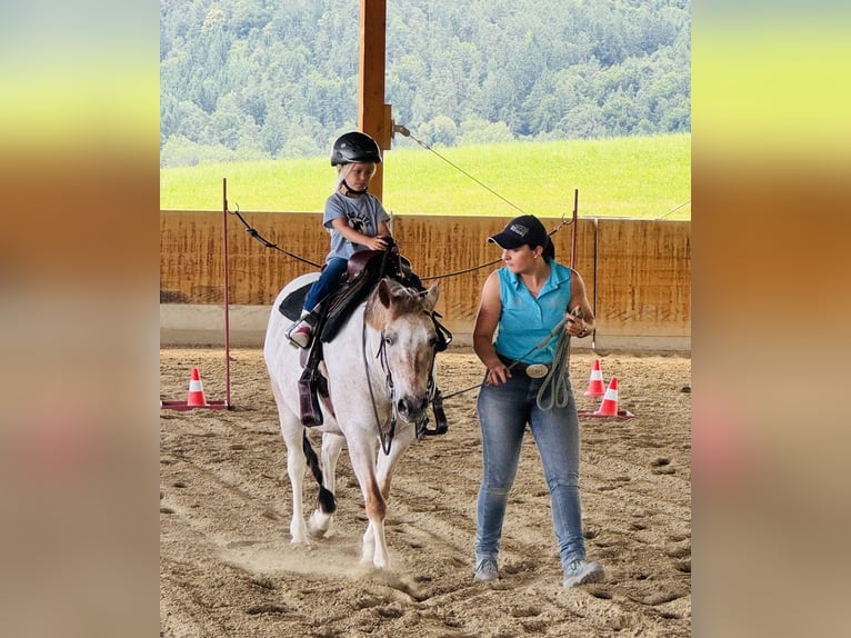 Appaloosa Mix Castrone 13 Anni 130 cm Falbo baio in Ottendorf