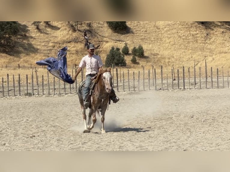 Appaloosa Castrone 13 Anni 142 cm in Paicines CA