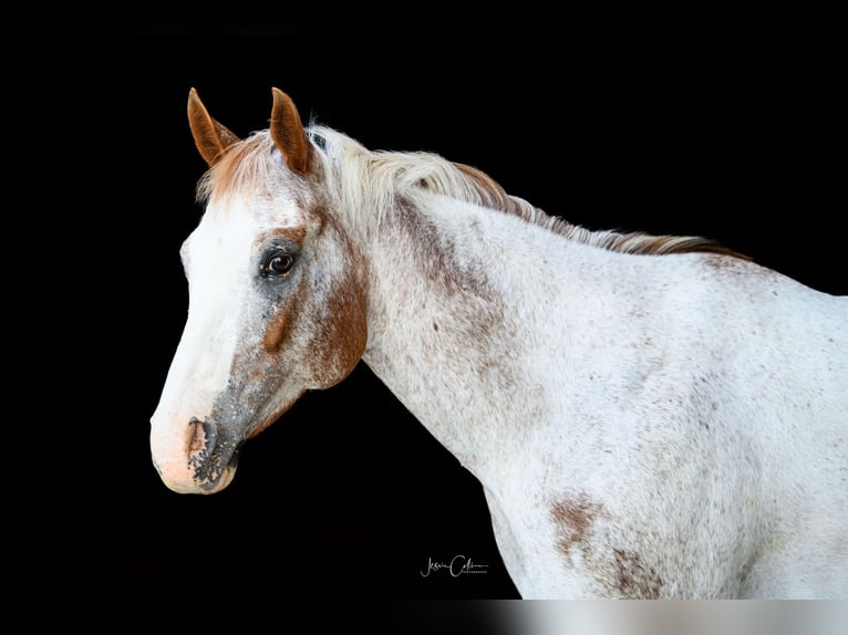 Appaloosa Castrone 13 Anni 147 cm Sauro ciliegia in Cynthiana KY