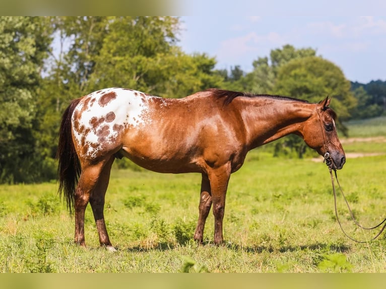 Appaloosa Castrone 13 Anni 150 cm in Somerset, KY