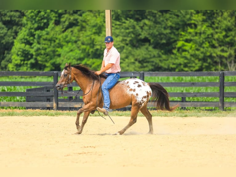 Appaloosa Castrone 13 Anni 150 cm in Somerset, KY