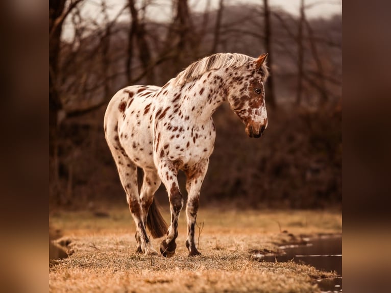 Appaloosa Castrone 13 Anni 153 cm Leopard in Quartino