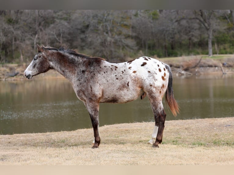Appaloosa Castrone 13 Anni 155 cm Sauro scuro in Forney